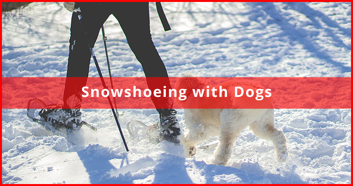 snowshoeing with dogs